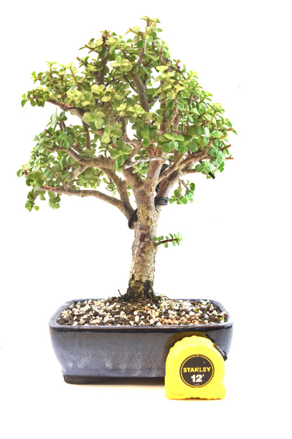 Dwarf Green Jade Ceramic 8" Pot - One of a Kind Bonsai
