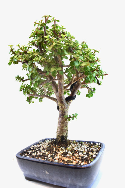 Dwarf Green Jade Ceramic 8" Pot - One of a Kind Bonsai