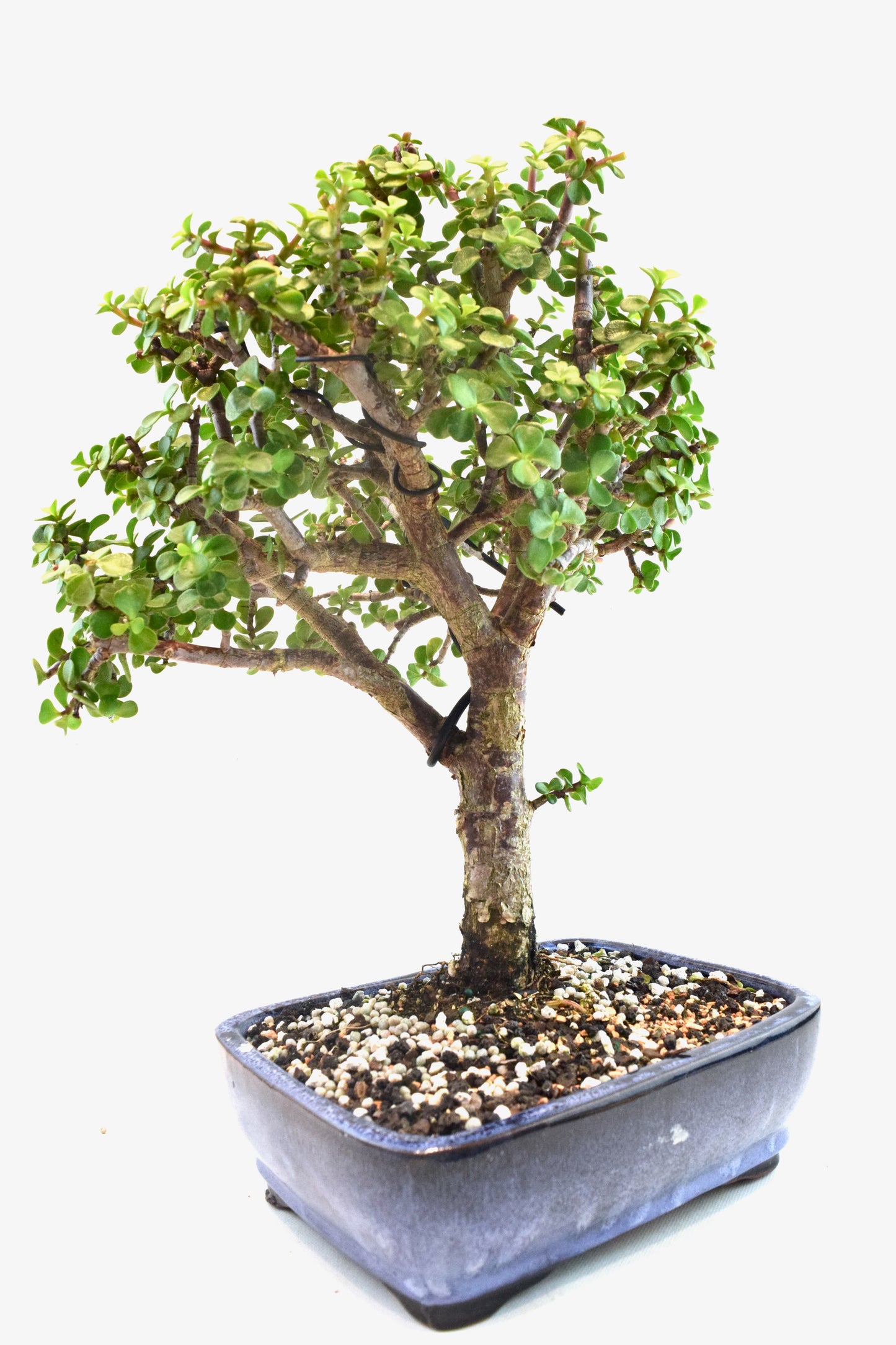 Dwarf Green Jade Ceramic 8" Pot - One of a Kind Bonsai