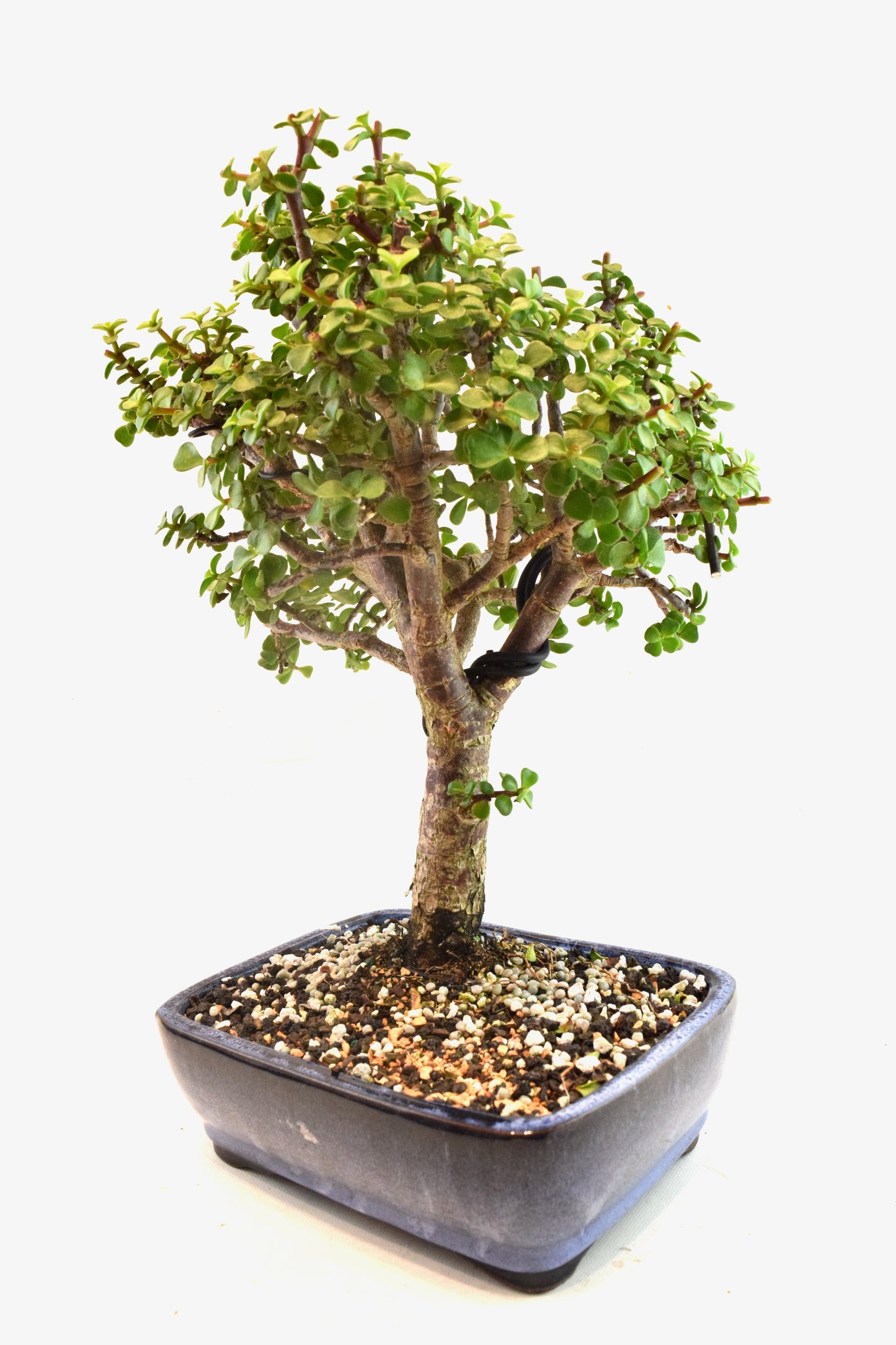 Dwarf Green Jade Ceramic 8" Pot - One of a Kind Bonsai