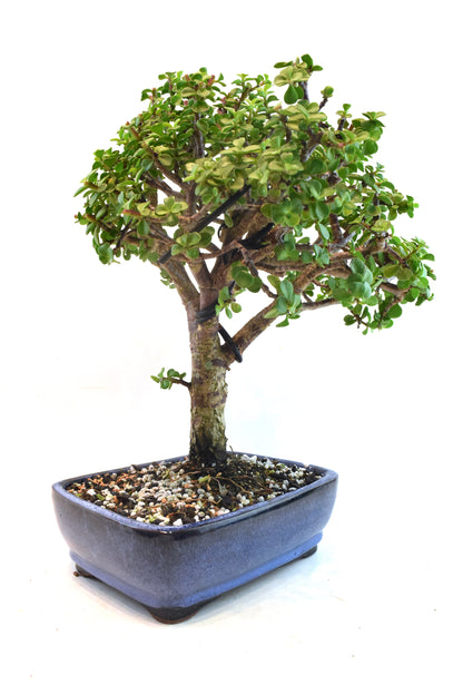 Dwarf Green Jade Ceramic 8" Pot - One of a Kind Bonsai