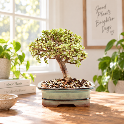 Dwarf Variegated Jade Ceramic 7" Pot - One of a Kind Bonsai