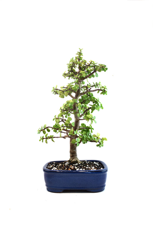 Dwarf Green Jade Ceramic 8" Pot - One of a Kind Bonsai