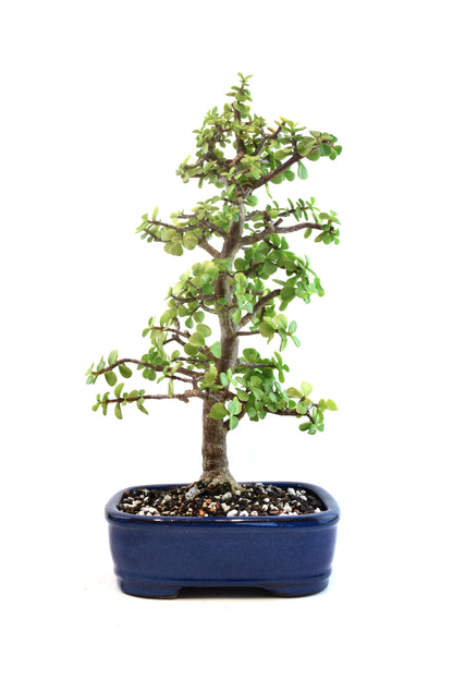 Dwarf Green Jade Ceramic 8" Pot - One of a Kind Bonsai