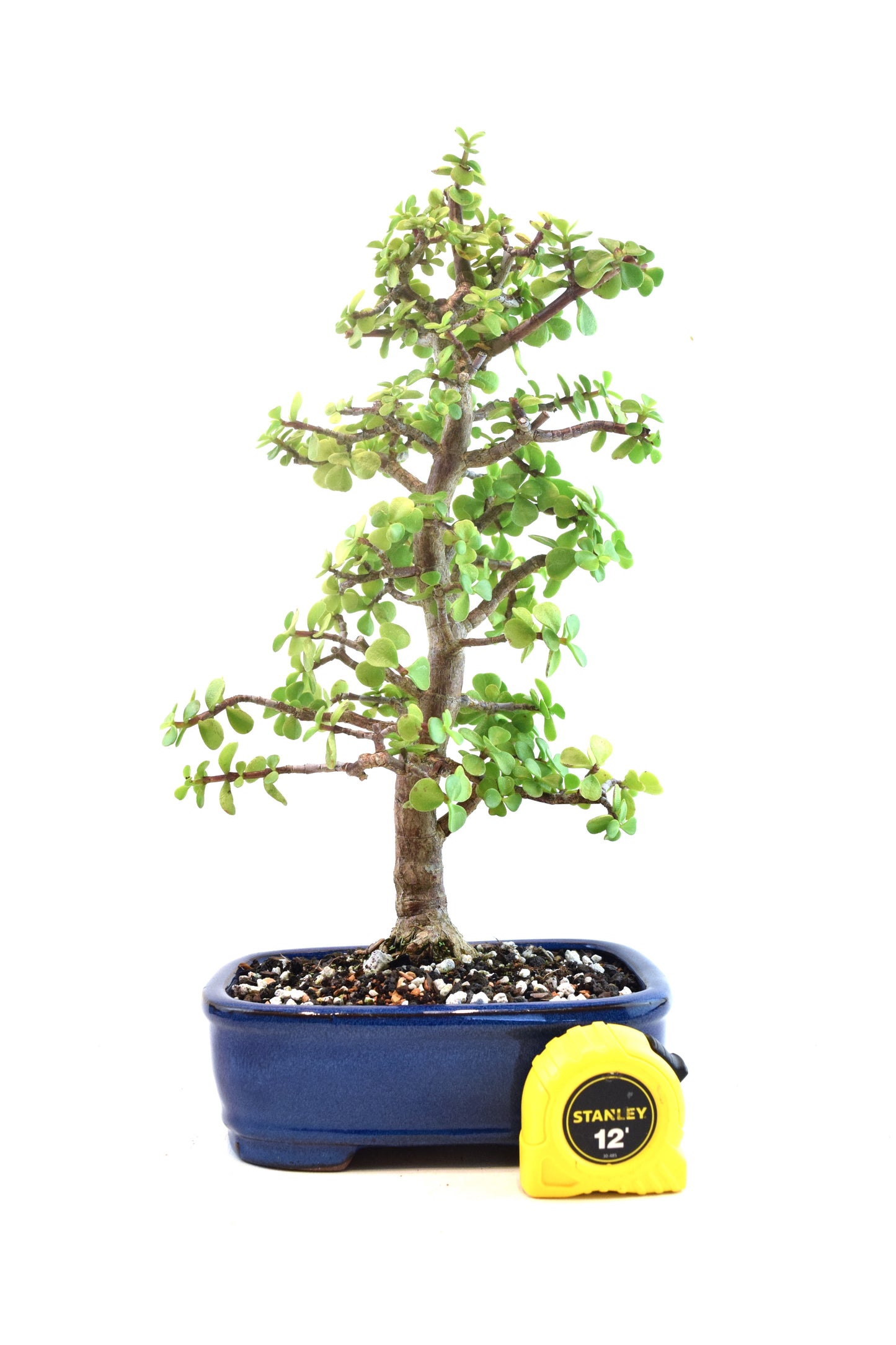 Dwarf Green Jade Ceramic 8" Pot - One of a Kind Bonsai