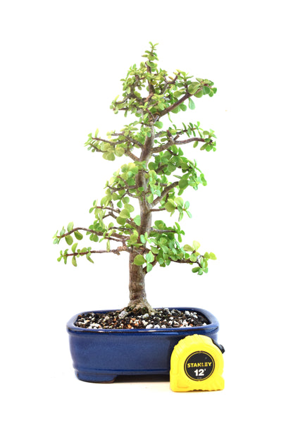 Dwarf Green Jade Ceramic 8" Pot - One of a Kind Bonsai