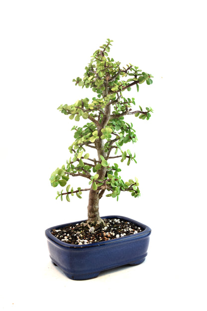 Dwarf Green Jade Ceramic 8" Pot - One of a Kind Bonsai
