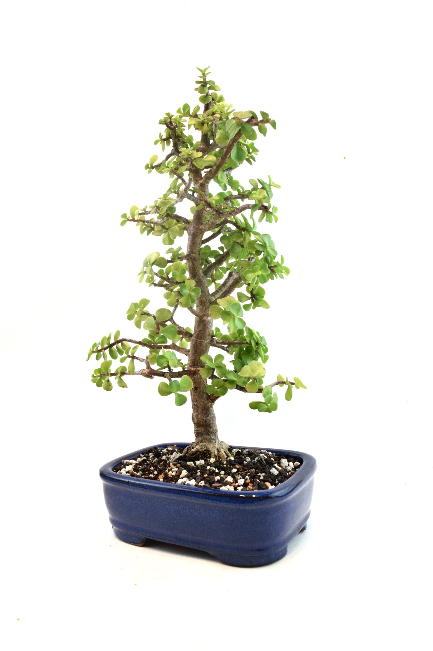 Dwarf Green Jade Ceramic 8" Pot - One of a Kind Bonsai