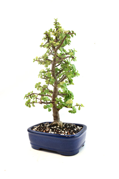 Dwarf Green Jade Ceramic 8" Pot - One of a Kind Bonsai