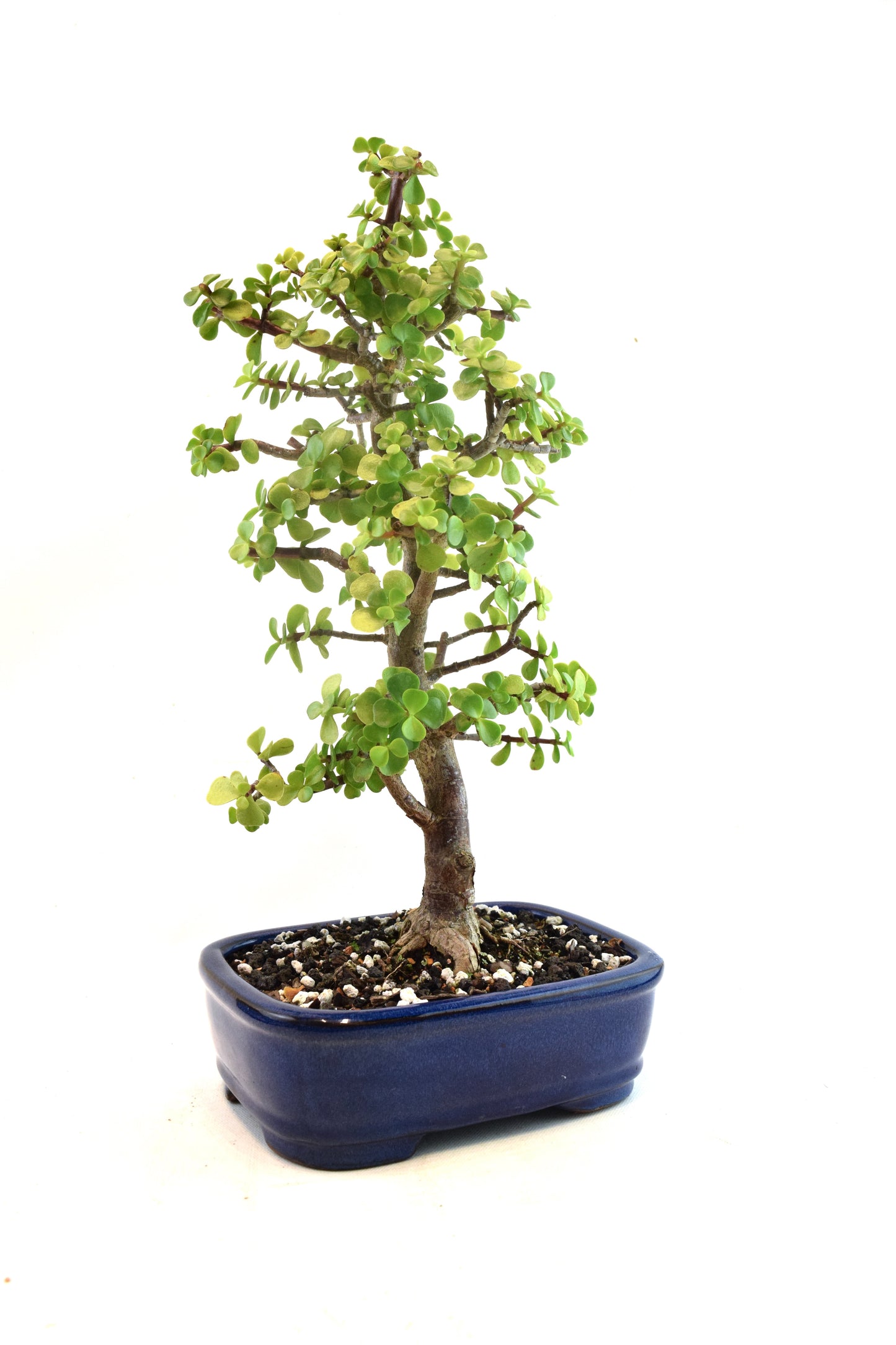 Dwarf Green Jade Ceramic 8" Pot - One of a Kind Bonsai