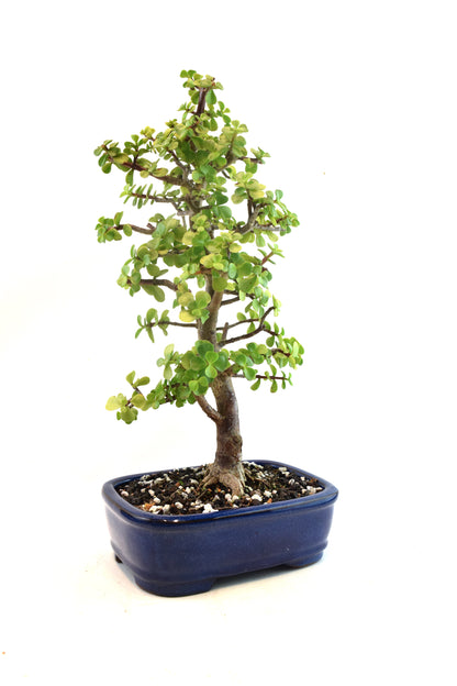 Dwarf Green Jade Ceramic 8" Pot - One of a Kind Bonsai