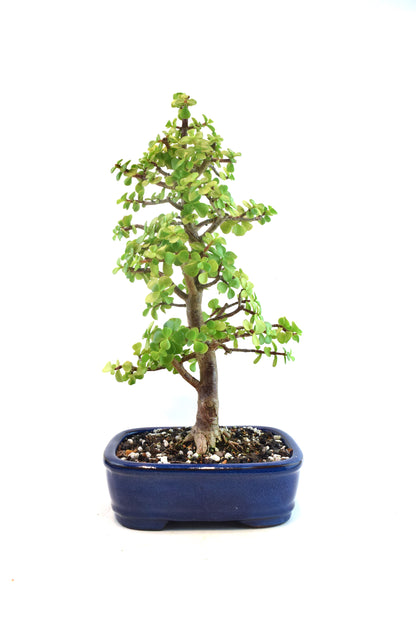 Dwarf Green Jade Ceramic 8" Pot - One of a Kind Bonsai
