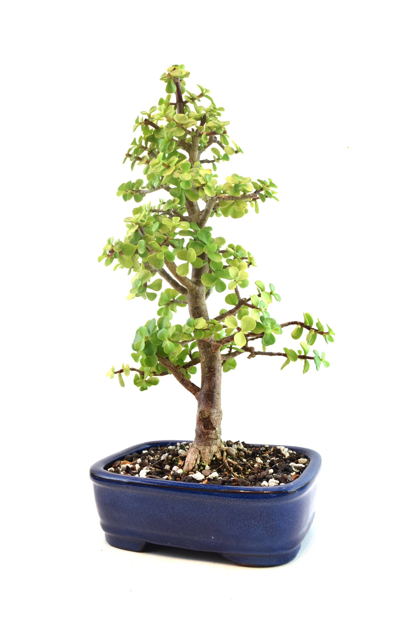 Dwarf Green Jade Ceramic 8" Pot - One of a Kind Bonsai