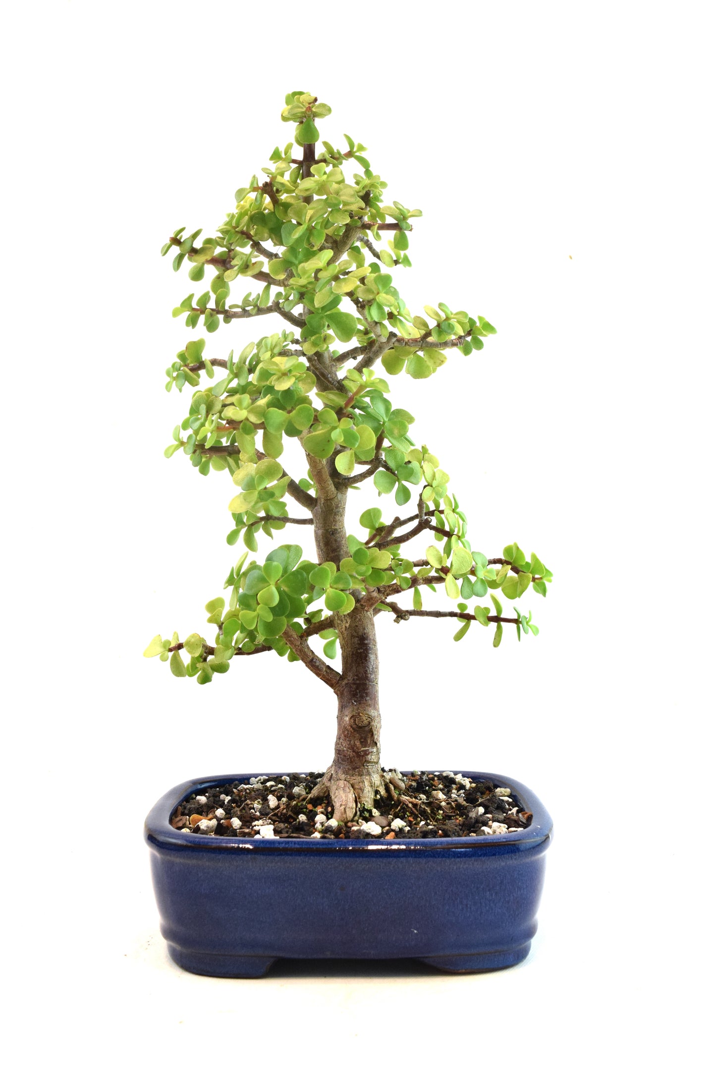 Dwarf Green Jade Ceramic 8" Pot - One of a Kind Bonsai