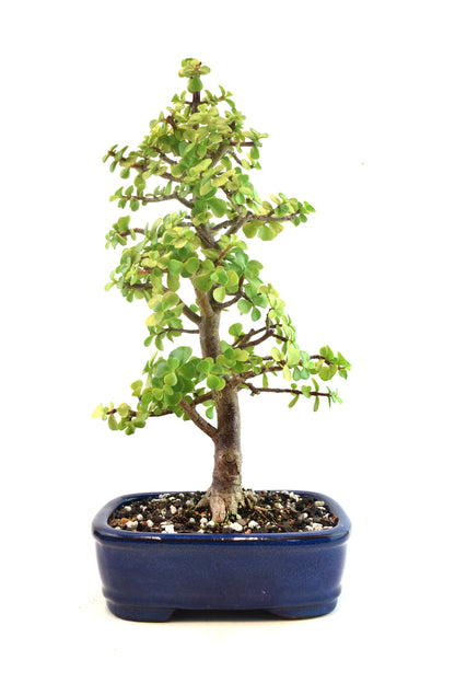 Dwarf Green Jade Ceramic 8" Pot - One of a Kind Bonsai