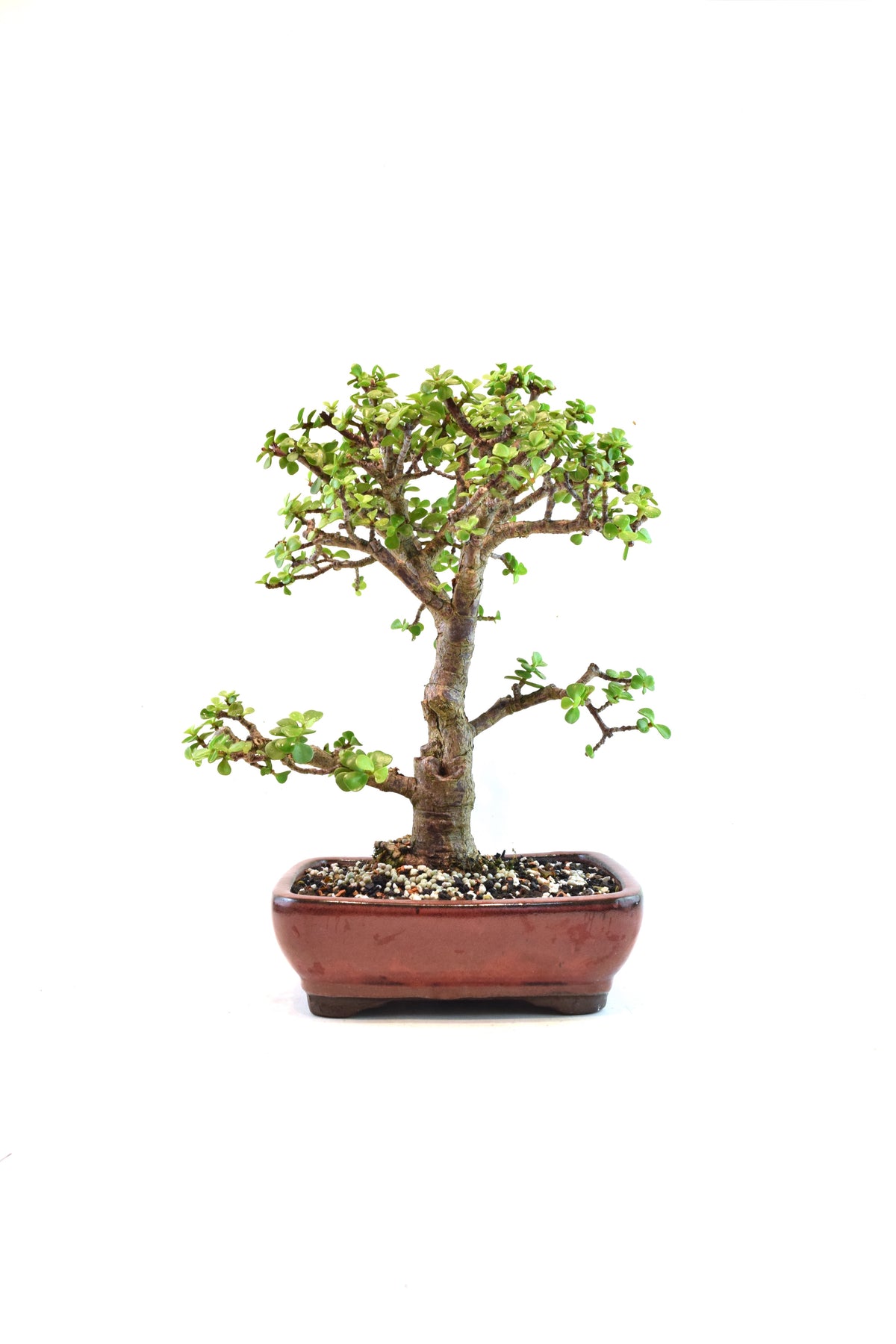Dwarf Green Jade Ceramic 8" Pot - One of a Kind Bonsai