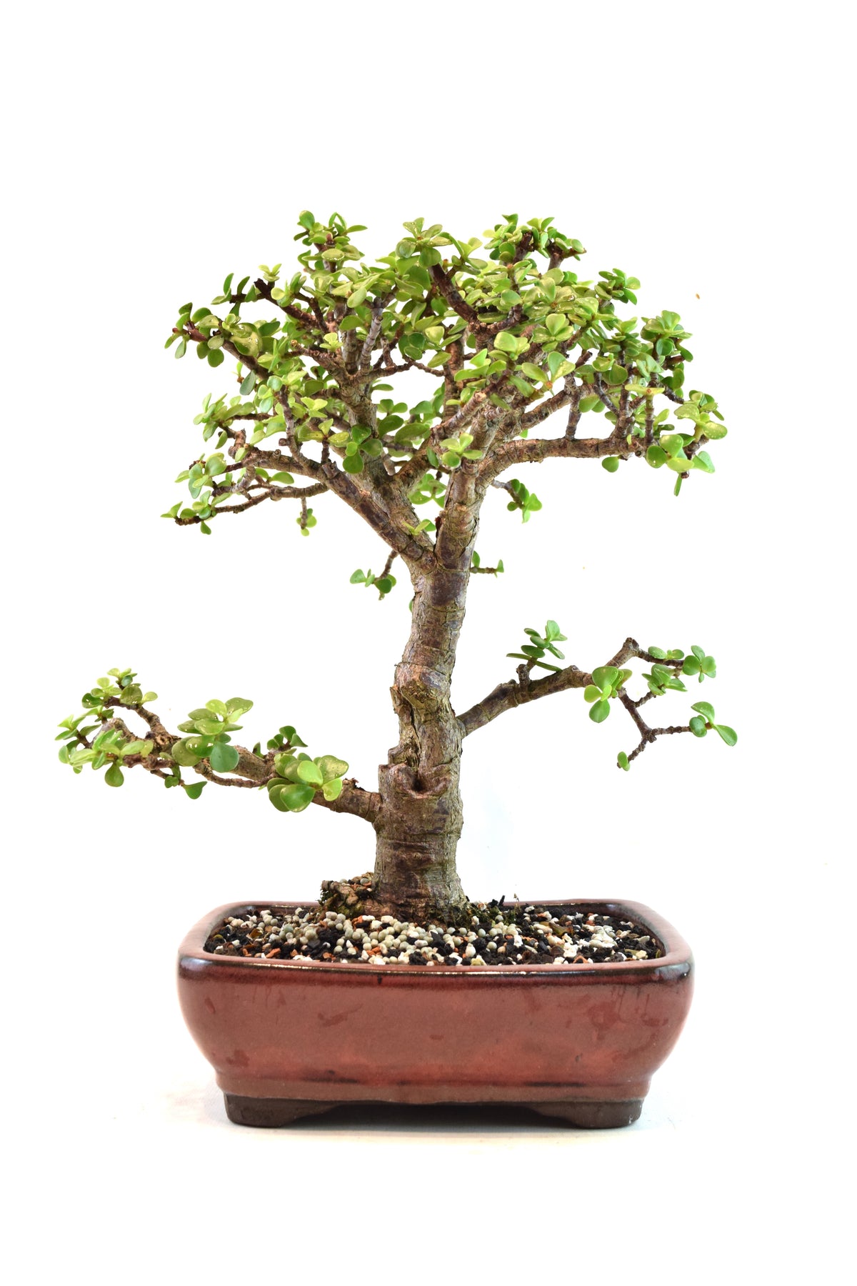 Dwarf Green Jade Ceramic 8" Pot - One of a Kind Bonsai
