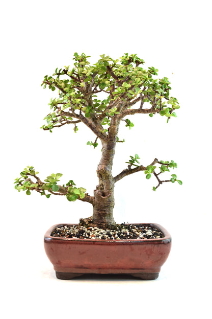 Dwarf Green Jade Ceramic 8" Pot - One of a Kind Bonsai