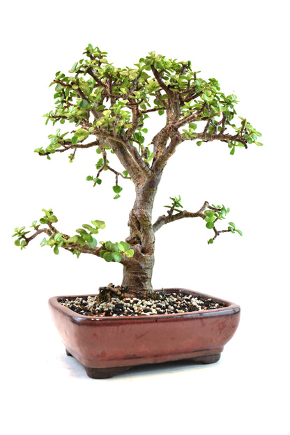 Dwarf Green Jade Ceramic 8" Pot - One of a Kind Bonsai
