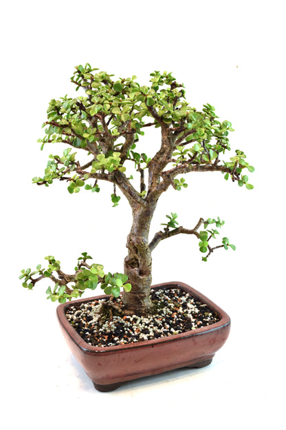 Dwarf Green Jade Ceramic 8" Pot - One of a Kind Bonsai