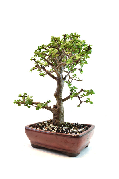 Dwarf Green Jade Ceramic 8" Pot - One of a Kind Bonsai