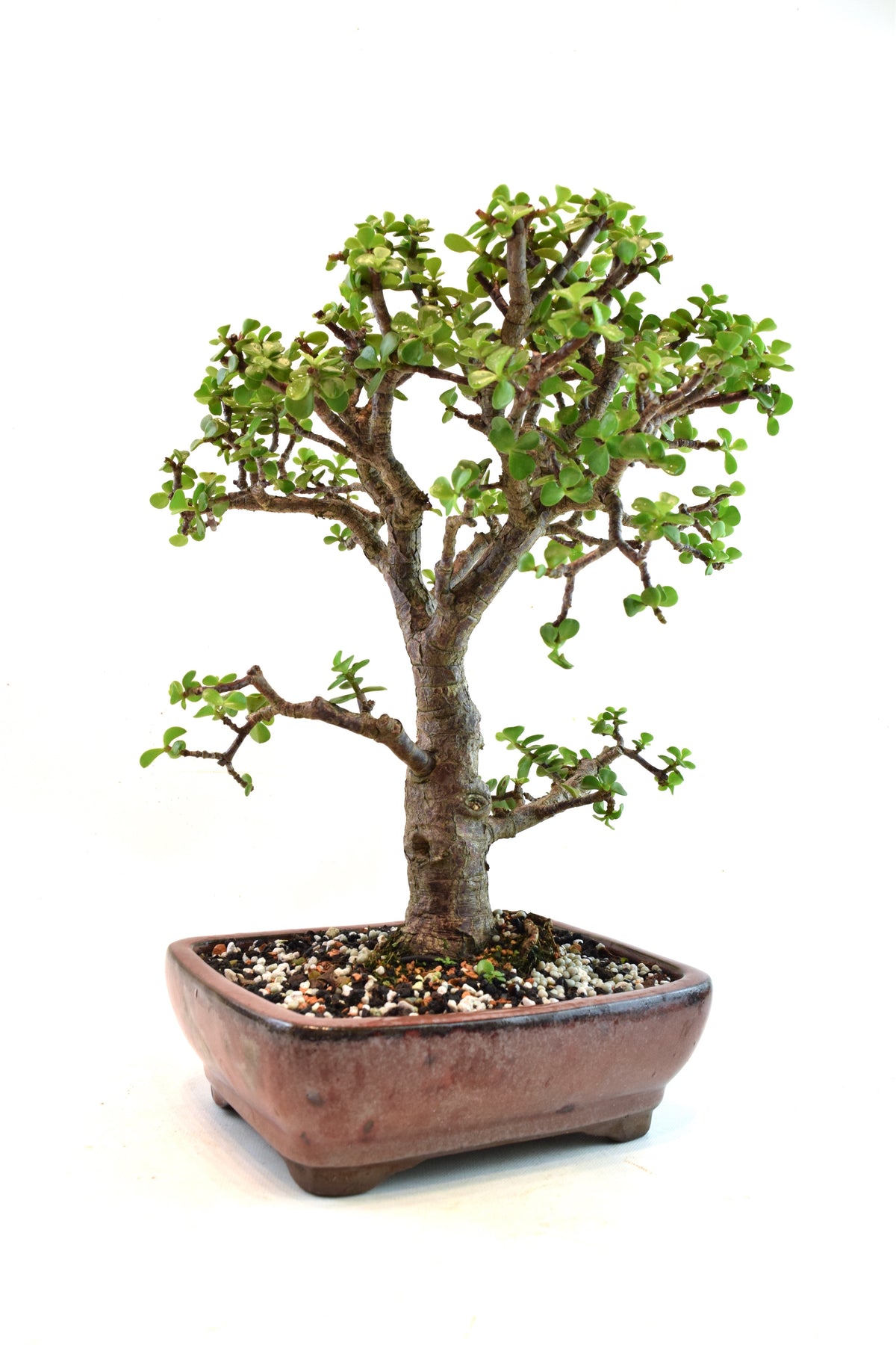 Dwarf Green Jade Ceramic 8" Pot - One of a Kind Bonsai