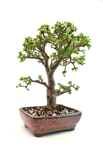 Dwarf Green Jade Ceramic 8" Pot - One of a Kind Bonsai