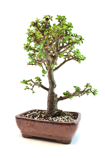 Dwarf Green Jade Ceramic 8" Pot - One of a Kind Bonsai