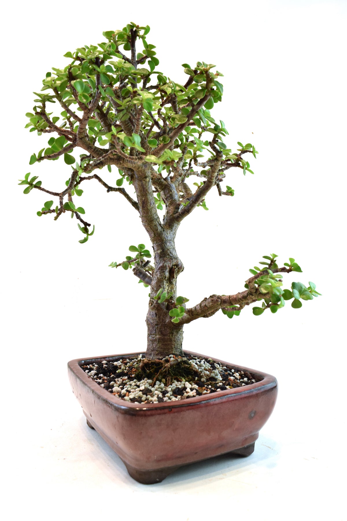 Dwarf Green Jade Ceramic 8" Pot - One of a Kind Bonsai