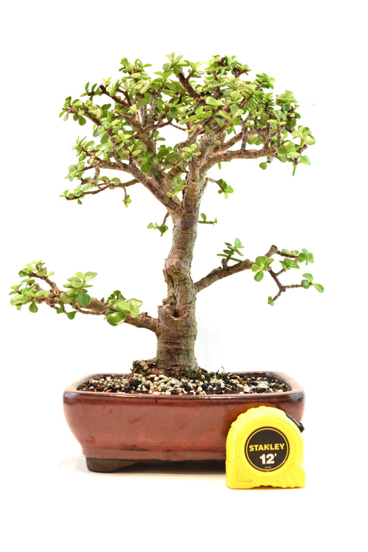 Dwarf Green Jade Ceramic 8" Pot - One of a Kind Bonsai