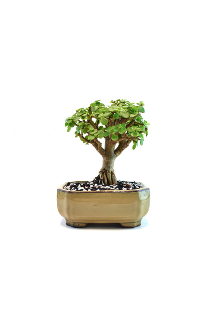 Rare Dwarf Green Jade Ceramic 6" Pot - One of a Kind Bonsai