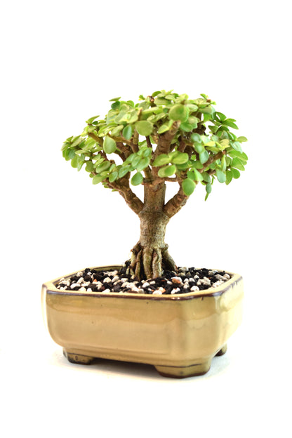 Rare Dwarf Green Jade Ceramic 6" Pot - One of a Kind Bonsai