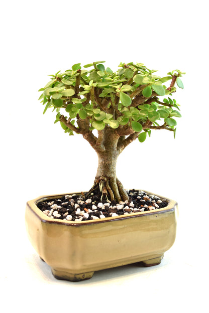 Rare Dwarf Green Jade Ceramic 6" Pot - One of a Kind Bonsai