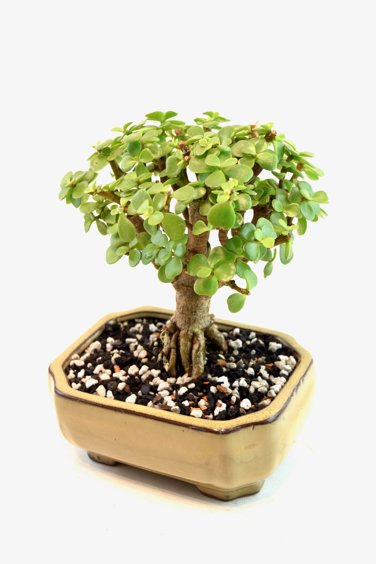 Rare Dwarf Green Jade Ceramic 6" Pot - One of a Kind Bonsai