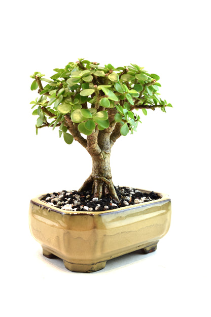 Rare Dwarf Green Jade Ceramic 6" Pot - One of a Kind Bonsai