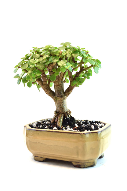 Rare Dwarf Green Jade Ceramic 6" Pot - One of a Kind Bonsai