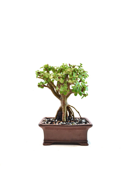 Rare Dwarf Green Jade Ceramic 6" Pot - One of a Kind Bonsai