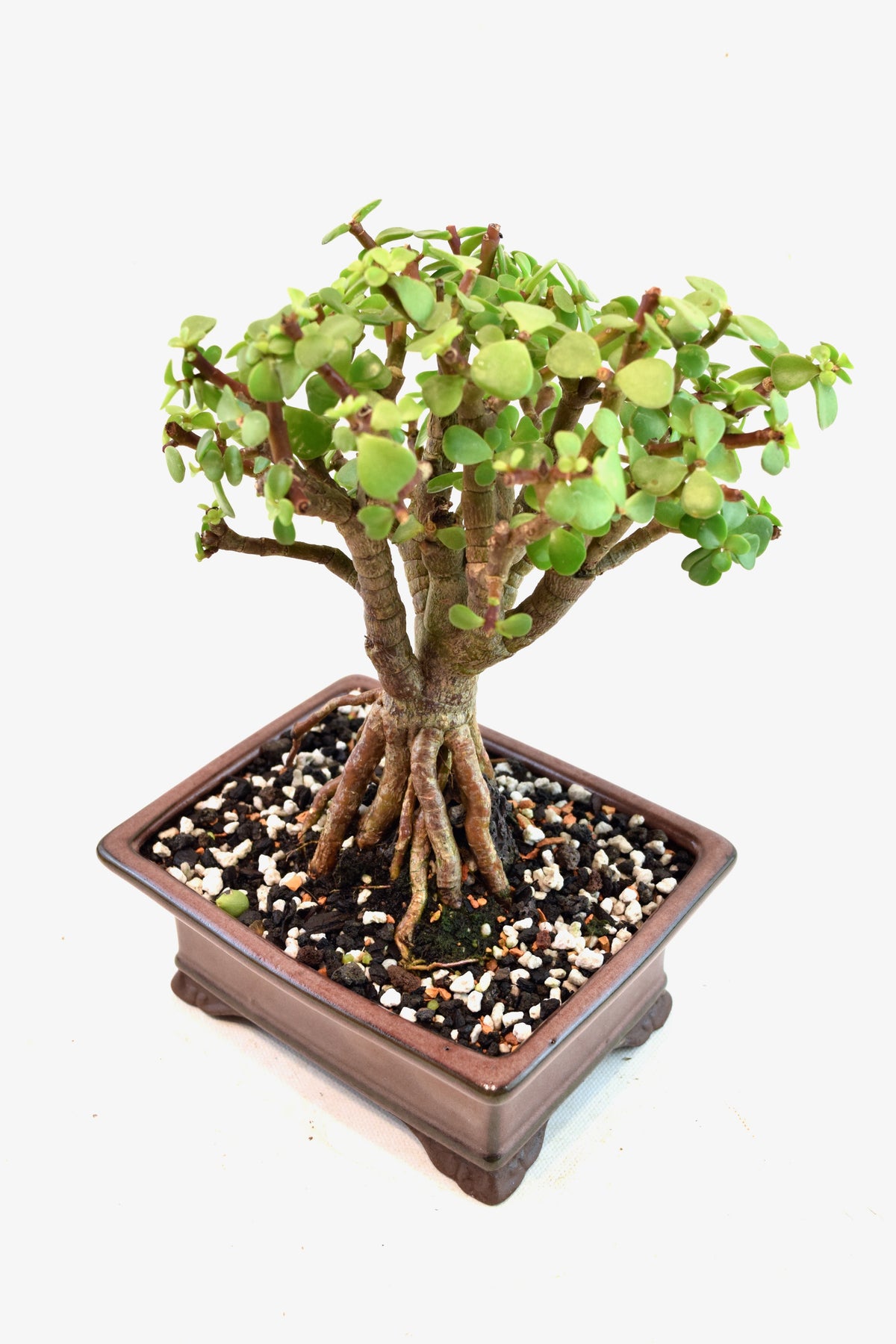 Rare Dwarf Green Jade Ceramic 6" Pot - One of a Kind Bonsai