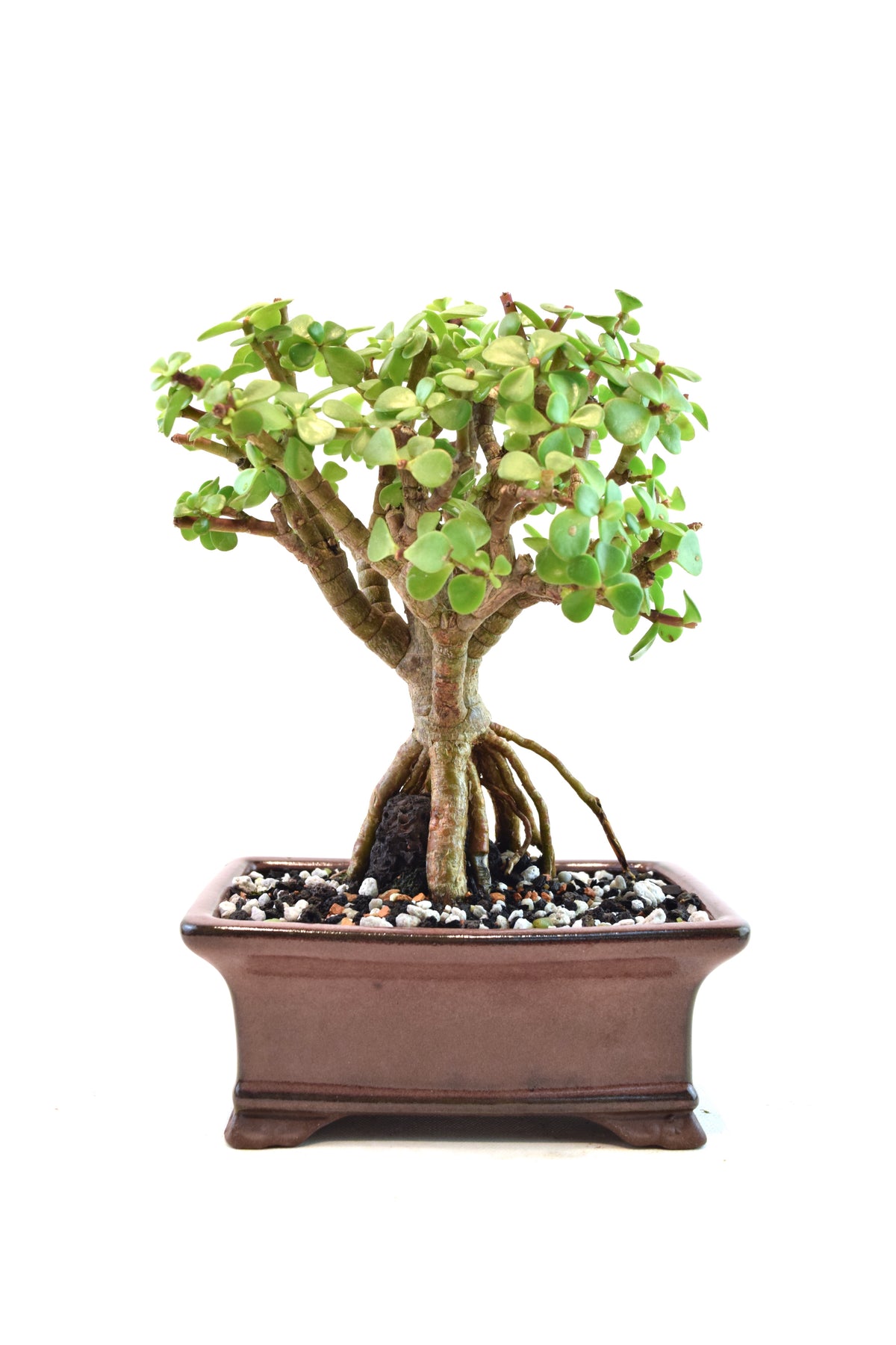 Rare Dwarf Green Jade Ceramic 6" Pot - One of a Kind Bonsai