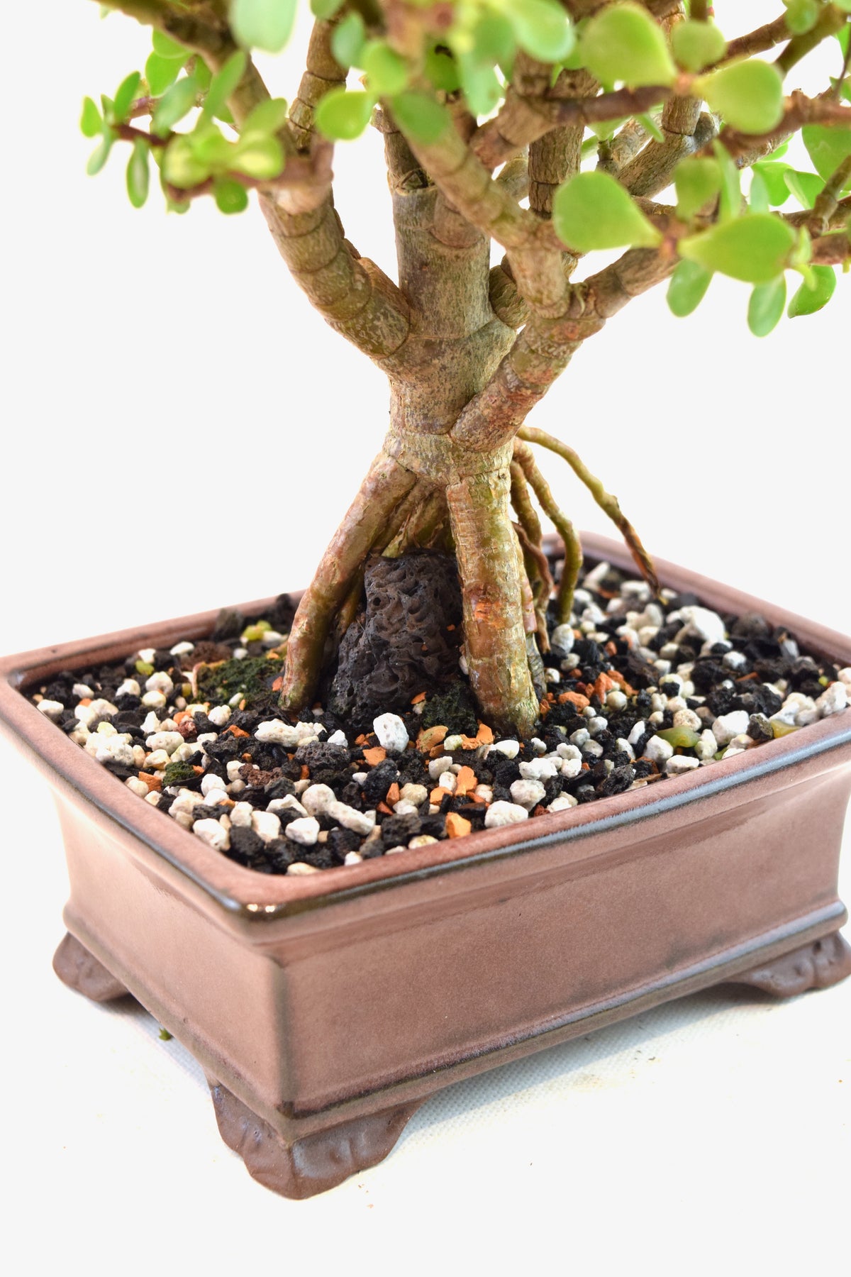 Rare Dwarf Green Jade Ceramic 6" Pot - One of a Kind Bonsai