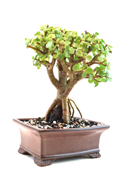 Rare Dwarf Green Jade Ceramic 6" Pot - One of a Kind Bonsai
