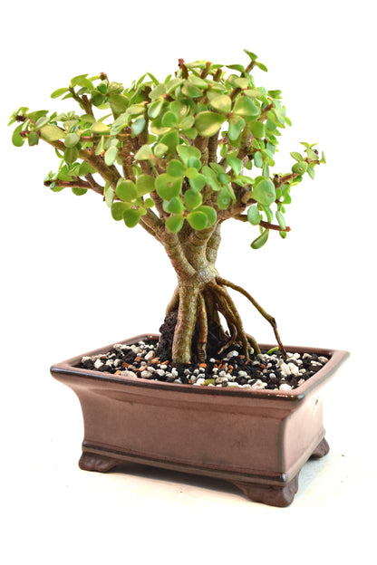 Rare Dwarf Green Jade Ceramic 6" Pot - One of a Kind Bonsai