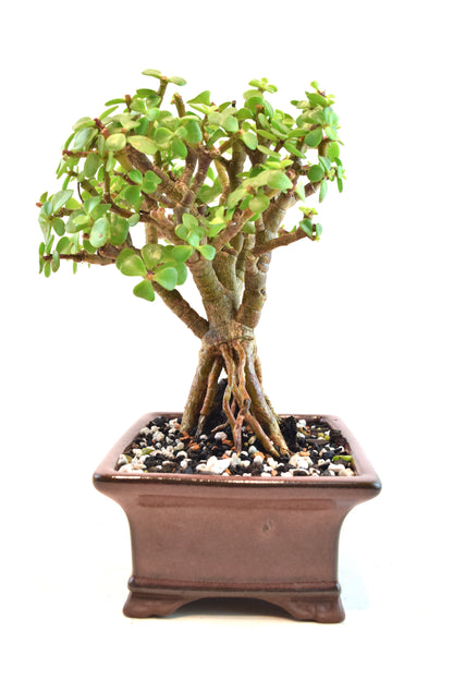 Rare Dwarf Green Jade Ceramic 6" Pot - One of a Kind Bonsai