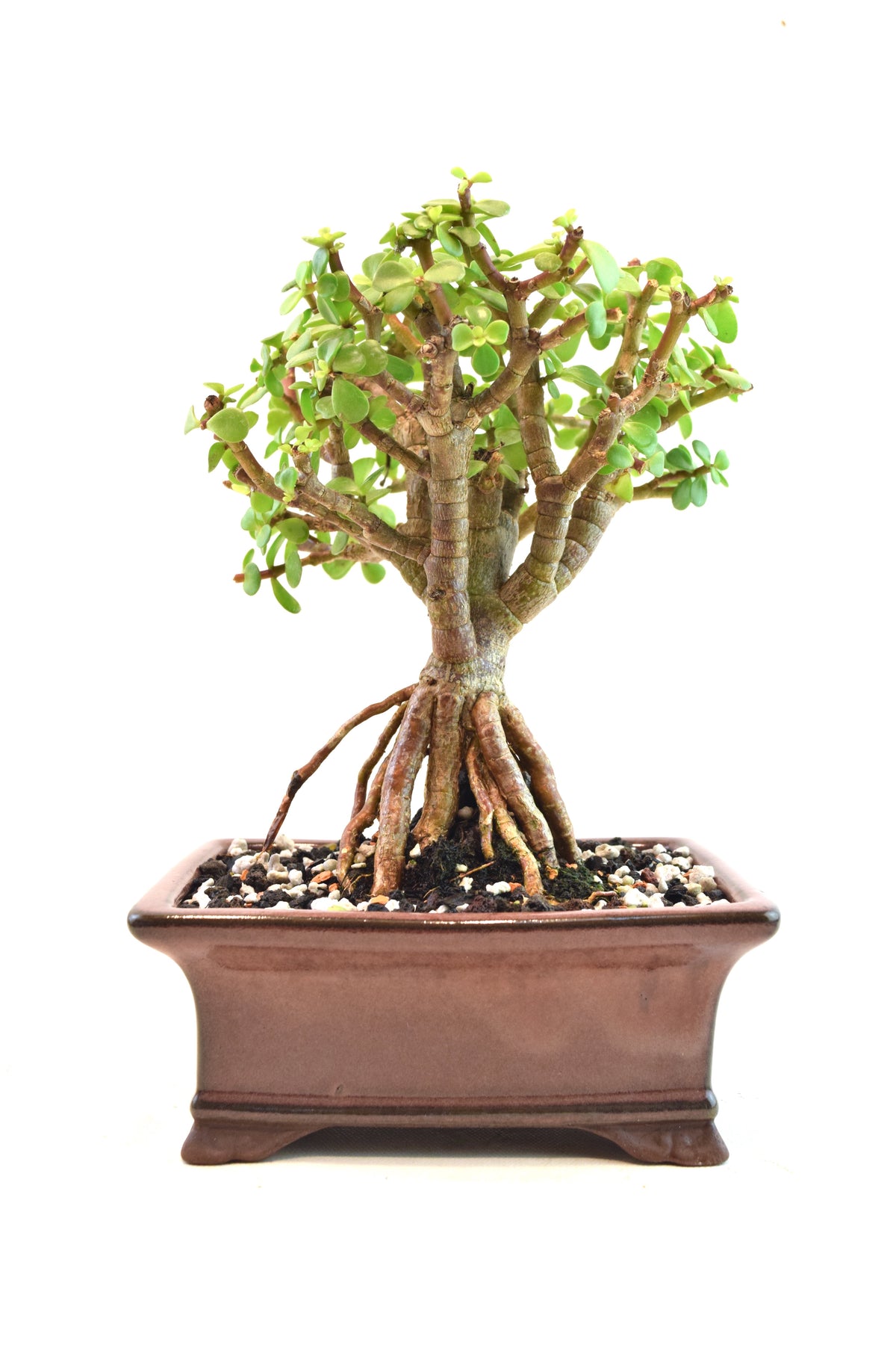 Rare Dwarf Green Jade Ceramic 6" Pot - One of a Kind Bonsai