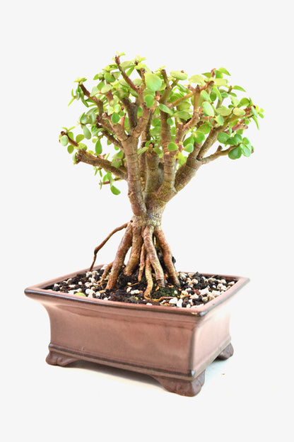 Rare Dwarf Green Jade Ceramic 6" Pot - One of a Kind Bonsai