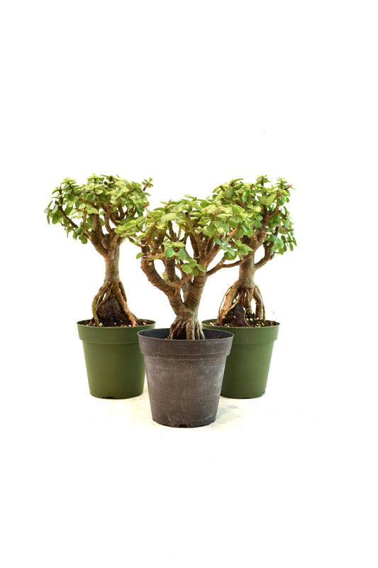 Dwarf Green Jade Root Above the Ground in 4" Pot - Pre Bonsai