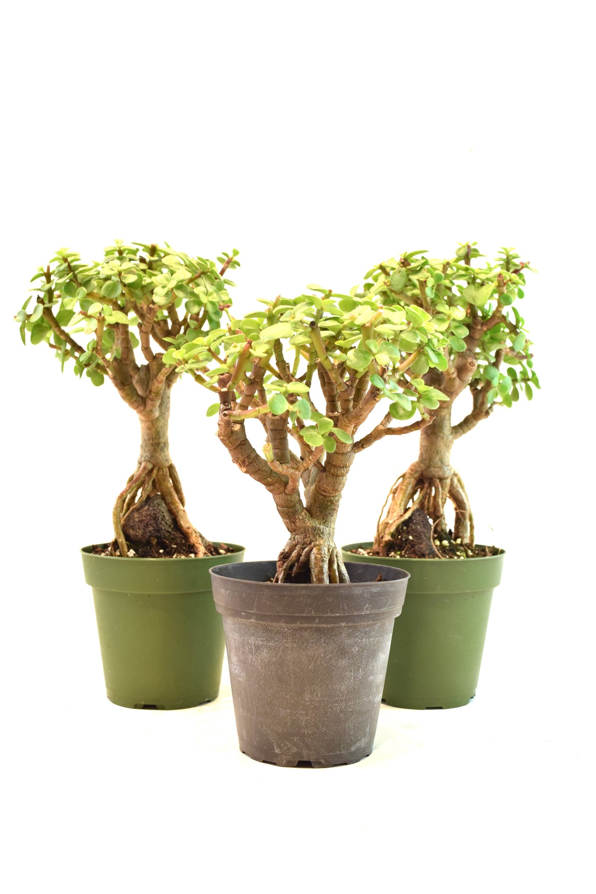 Dwarf Green Jade Root Above the Ground in 4" Pot - Pre Bonsai