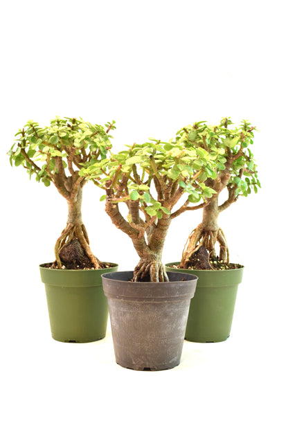 Dwarf Green Jade Root Above the Ground in 4" Pot - Pre Bonsai