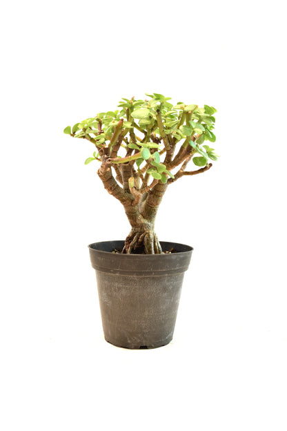 Dwarf Green Jade Root Above the Ground in 4" Pot - Pre Bonsai