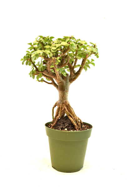 Dwarf Green Jade Root Above the Ground in 4" Pot - Pre Bonsai